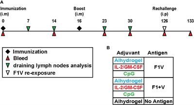 The magnitude of the germinal center B cell and T follicular helper cell response predicts long-lasting antibody titers to plague vaccination